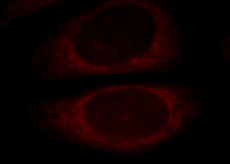 Immunofluorescent analysis of HepG2 cells, using EXD2 antibody Catalog No:110498 at 1:25 dilution and Rhodamine-labeled goat anti-rabbit IgG (red).