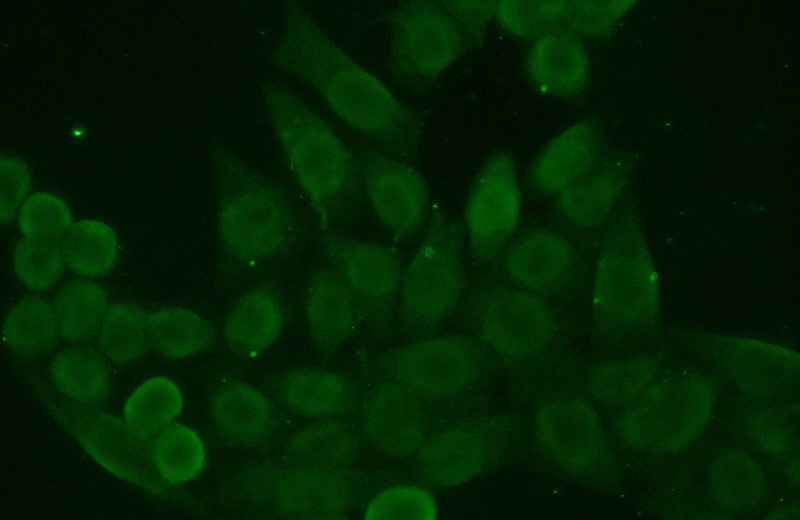 Immunofluorescent analysis of (10% Formaldehyde) fixed HeLa cells using Catalog No:111386(HDGF Antibody) at dilution of 1:50 and Alexa Fluor 488-congugated AffiniPure Goat Anti-Rabbit IgG(H+L)