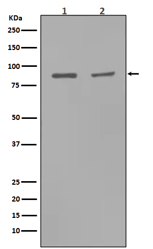 Western blot analysis of MMP9 expression in (1)Rat kidney tissue lysate;(2)Rat lung tissue lysate.