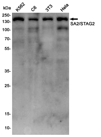 Western blot detection of SA2/STAG2 in K562,C6,3T3,Hela cell lysates using SA2/STAG2 Rabbit pAb(1:1000 diluted).Predicted band size:141KDa.Observed band size:141KDa.