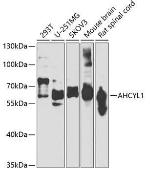 Western blot - AHCYL1 Polyclonal Antibody 