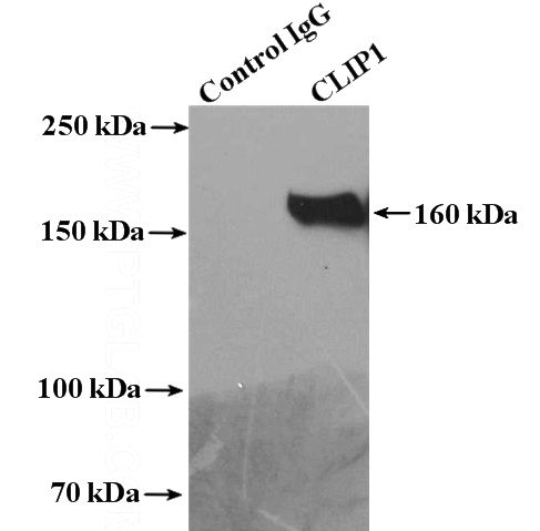 IP Result of anti-CLIP1 (IP:Catalog No:109392, 4ug; Detection:Catalog No:109392 1:2000) with HeLa cells lysate 2400ug.