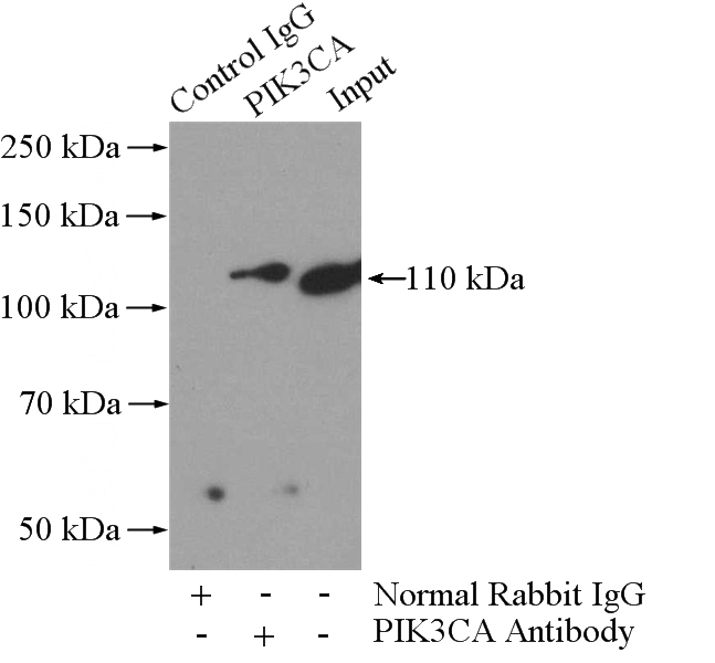 IP Result of anti-PIK3CA (IP:Catalog No:113871, 4ug; Detection:Catalog No:113871 1:800) with mouse brain tissue lysate 2560ug.