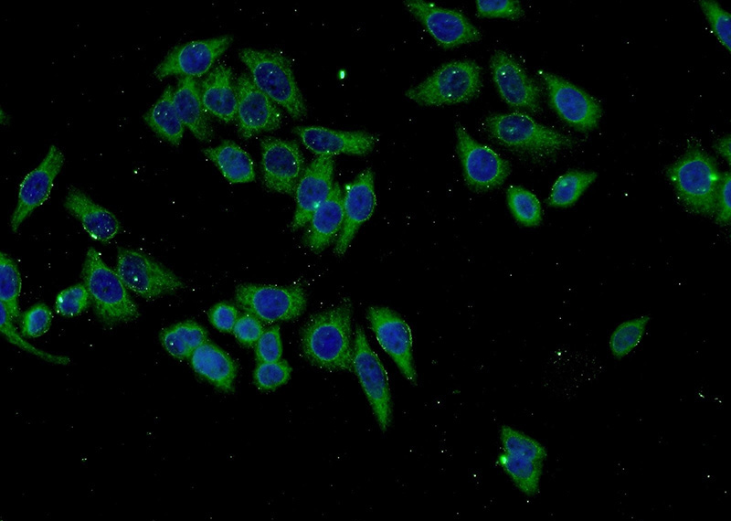 Immunofluorescent analysis of L02 cells using Catalog No:107343(NUMBLIKE Antibody) at dilution of 1:50 and Alexa Fluor 488-congugated AffiniPure Goat Anti-Mouse IgG(H+L)