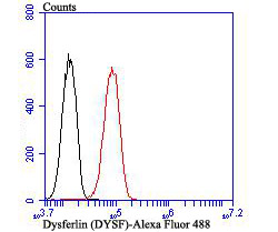 Fig5: Flow cytometric analysis of HUVEC cells with Dysferlin antibody at 1/100 dilution (red) compared with an unlabelled control (cells without incubation with primary antibody; black). Alexa Fluor 488-conjugated goat anti rabbit IgG was used as the secondary antibody.