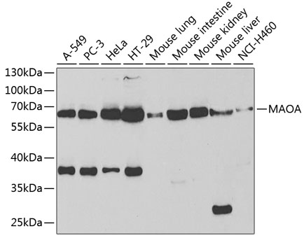 Western blot - MAOA Polyclonal Antibody 