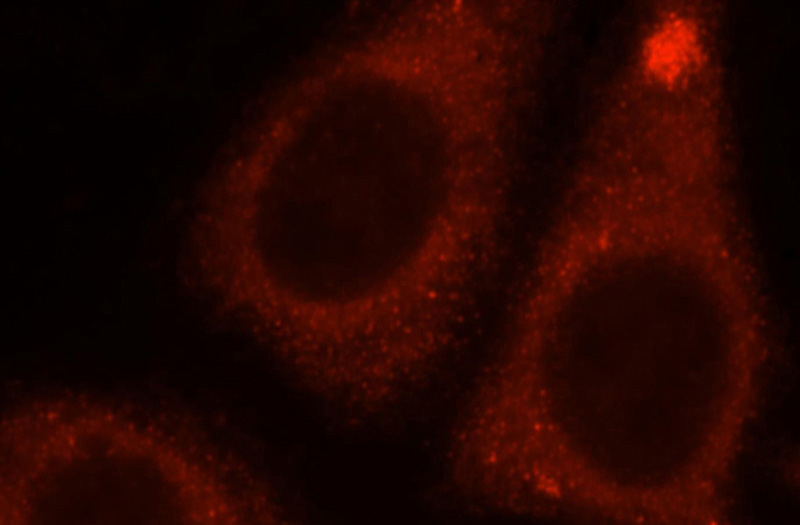 Immunofluorescent analysis of HepG2 cells, using ENPEP antibody Catalog No:110322 at 1:25 dilution and Rhodamine-labeled goat anti-rabbit IgG (red).