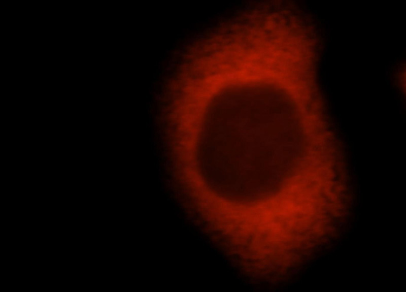 Immunofluorescent analysis of MCF-7 cells, using FKBP4 antibody Catalog No:110676 at 1:25 dilution and Rhodamine-labeled goat anti-rabbit IgG (red).