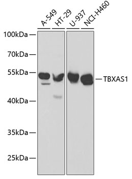 Western blot - TBXAS1 Polyclonal Antibody 