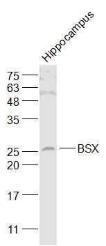 Fig2: Sample:; Hippocampus (Mouse) Lysate at 40 ug; Primary: Anti-BSX at 1/1000 dilution; Secondary: IRDye800CW Goat Anti-Rabbit IgG at 1/20000 dilution; Predicted band size: 26 kD; Observed band size: 26 kD