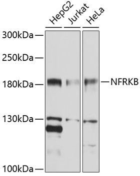 Western blot - NFRKB Polyclonal Antibody 