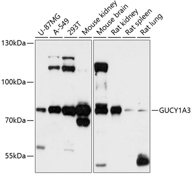 Western blot - GUCY1A3 Polyclonal Antibody 