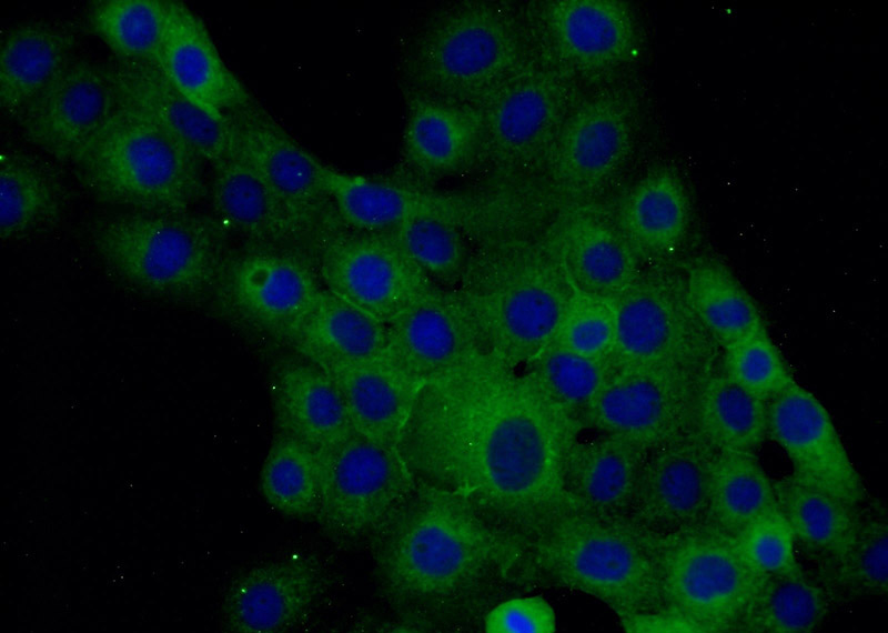 Immunofluorescent analysis of A431 cells using Catalog No:113466(occludin Antibody) at dilution of 1:25 and Alexa Fluor 488-congugated AffiniPure Goat Anti-Rabbit IgG(H+L)