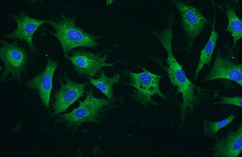 Immunofluorescent analysis of NIH/3T3 cells using Catalog No:114922(RRBP1 Antibody) at dilution of 1:50 and Alexa Fluor 488-congugated AffiniPure Goat Anti-Rabbit IgG(H+L)