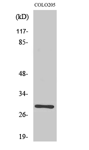 Fig1:; Western Blot analysis of various cells using Rab 6C Polyclonal Antibody