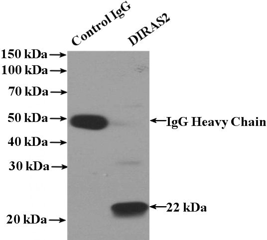 IP Result of anti-DIRAS2 (IP:Catalog No:109945, 4ug; Detection:Catalog No:109945 1:500) with mouse brain tissue lysate 4000ug.