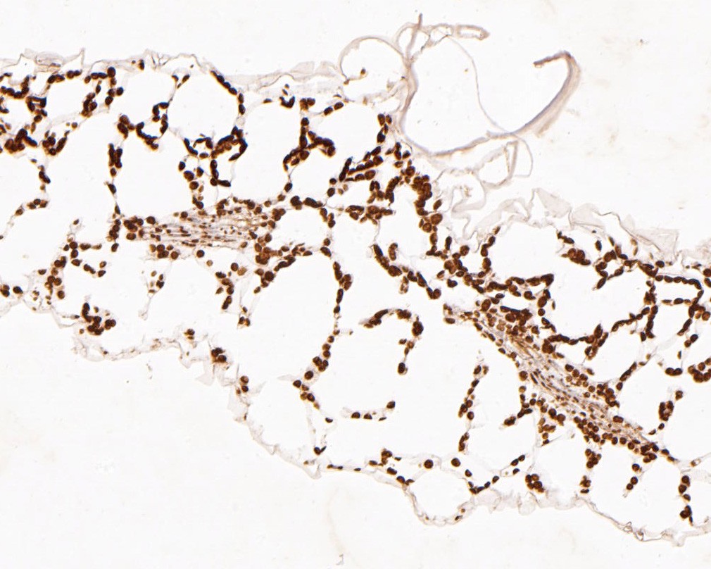 Fig2:; Immunohistochemical analysis of paraffin-embedded A. thaliana tissue using anti-AtGLP7 antibody. The section was pre-treated using heat mediated antigen retrieval with Tris-EDTA buffer (pH 8.0-8.4) for 20 minutes.The tissues were blocked in 5% BSA for 30 minutes at room temperature, washed with ddH; 2; O and PBS, and then probed with the primary antibody ( 1/200) for 30 minutes at room temperature. The detection was performed using an HRP conjugated compact polymer system. DAB was used as the chromogen. Tissues were counterstained with hematoxylin and mounted with DPX.