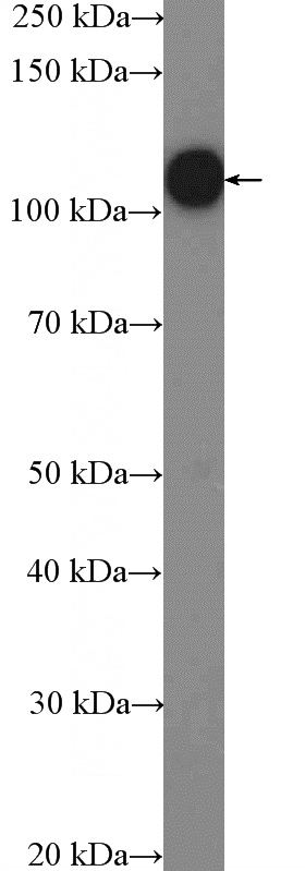 HeLa cells were subjected to SDS PAGE followed by western blot with Catalog No:112961(NAT10 Antibody) at dilution of 1:3000