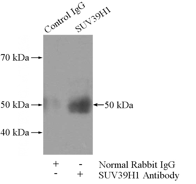 IP Result of anti-SUV39H1 (IP:Catalog No:115751, 4ug; Detection:Catalog No:115751 1:500) with HeLa cells lysate 2800ug.