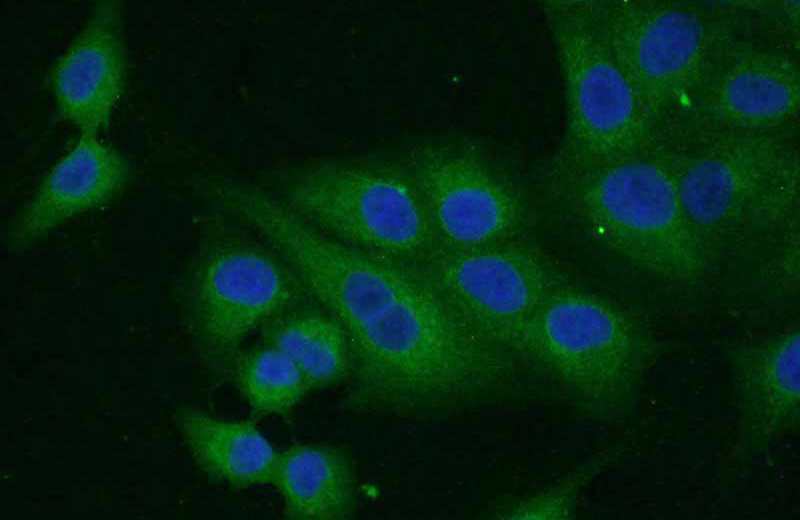 Immunofluorescent analysis of (10% Formaldehyde) fixed A549 cells using Catalog No:109943(DIO1 Antibody) at dilution of 1:50 and Alexa Fluor 488-congugated AffiniPure Goat Anti-Rabbit IgG(H+L)