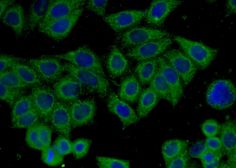 Immunofluorescent analysis of (-20oc Ethanol) fixed HeLa cells using Catalog No:107164(CLTCL1 Antibody) at dilution of 1:100 and Alexa Fluor 488-congugated AffiniPure Goat Anti-Mouse IgG(H+L)