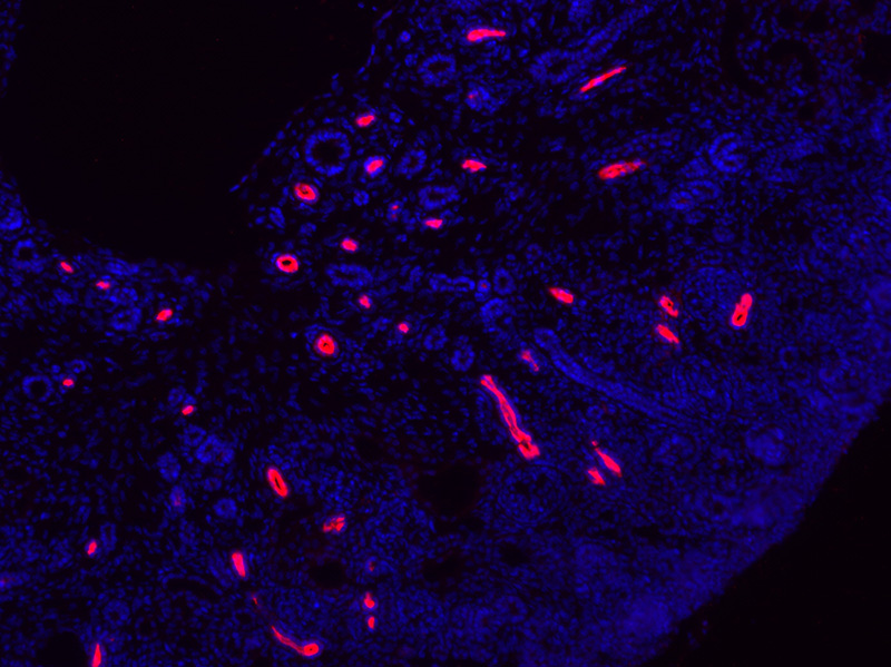 IF rsult of SLC12A1 antibody (Catalog No:113195, 1:900) with mouse Embryonic kidneys from E16.5 (fixed with 4% PFA at 4C for 30 min, cryosections 5% goat serum/PBST was used for blocking and antibody incubation). Red: anti-rabbit Alexa555, Blue: Hoechst.