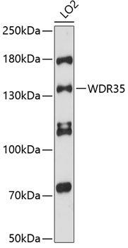 Western blot - WDR35 Polyclonal Antibody 