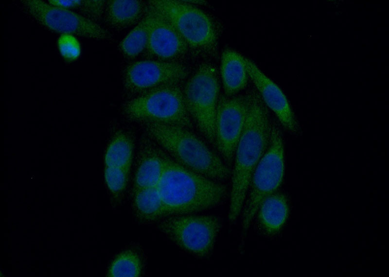 Immunofluorescent analysis of (10% Formaldehyde) fixed HepG2 cells using Catalog No:115963(HRD1 Antibody) at dilution of 1:50 and Alexa Fluor 488-congugated AffiniPure Goat Anti-Rabbit IgG(H+L)