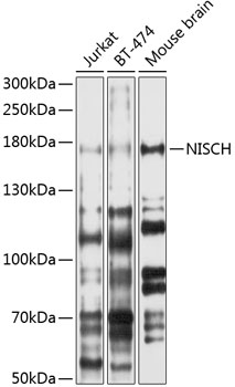 Western blot - NISCH Polyclonal Antibody 