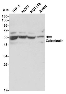 Western blot detection of Calreticulin in THP-1,MCF7,HCT116 and Jurkat cell lysates using Calreticulin mouse mAb (1:3000 diluted).Predicted band size:48KDa.Observed band size:55KDa.
