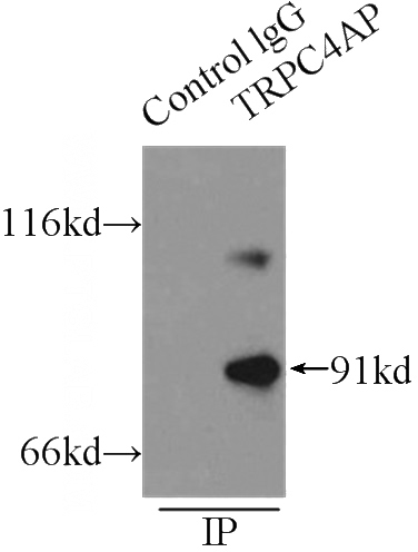 IP Result of anti-TRPC4AP (IP:Catalog No:116407, 5ug; Detection:Catalog No:116407 1:200) with mouse heart tissue lysate 6000ug.
