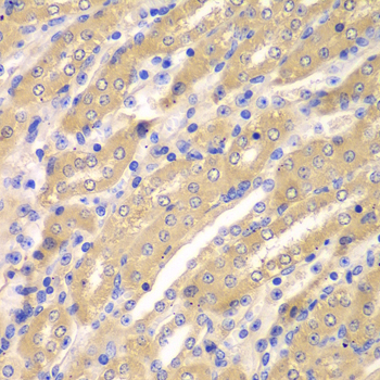 Immunohistochemistry - ERGIC2 Polyclonal Antibody 
