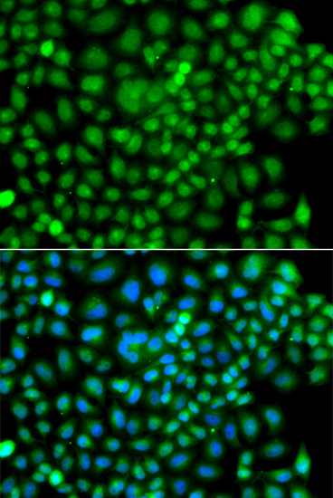 Immunofluorescence - SUMO4 Polyclonal Antibody 