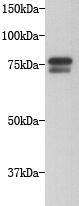 Fig1: Western blot analysis on Hela cell lysates using anti-GOLGA5 Mouse mAb (Cat. # 176644#).