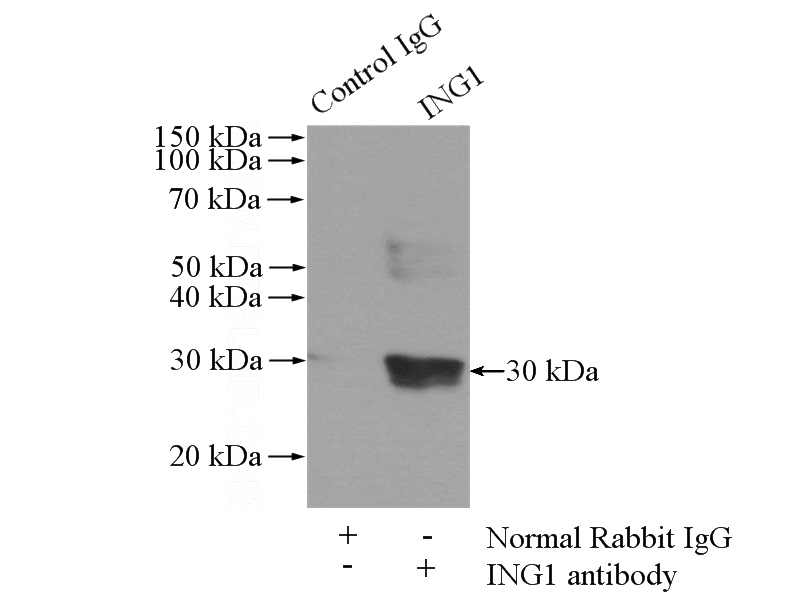 IP Result of anti-ING1-specific (IP:Catalog No:111791, 2ug; Detection:Catalog No:111791 1:300) with mouse heart tissue lysate 4000ug.