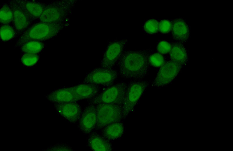 Immunofluorescent analysis of (10% Formaldehyde) fixed HepG2 cells using Catalog No:114369(PSIP1 Antibody) at dilution of 1:50 and Alexa Fluor 488-congugated AffiniPure Goat Anti-Rabbit IgG(H+L)