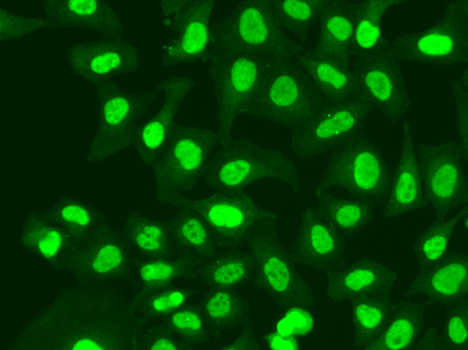 Immunofluorescence - RFC1 Polyclonal Antibody 