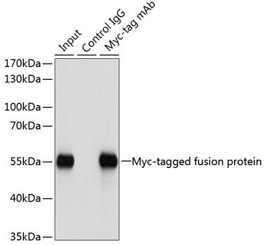 Immunoprecipitation - Mouse anti Myc-Tag mAb 