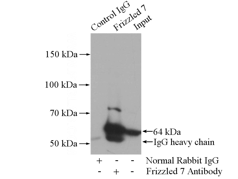 IP Result of anti-FZD7 (IP:Catalog No:110773, 4ug; Detection:Catalog No:110773 1:600) with mouse skeletal muscle tissue lysate 2200ug.