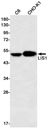 Western blot detection of LIS1 in C6,CHO-K1 cell lysates using LIS1 Rabbit mAb(1:500 diluted).Predicted band size:47kDa.Observed band size:47kDa.