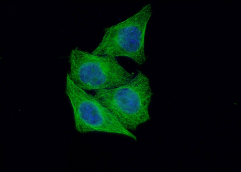 Immunofluorescent analysis of HepG2 cells using Catalog No:117299(Tubulin-Alpha Antibody) at dilution of 1:100 and Alexa Fluor 488-congugated AffiniPure Goat Anti-Mouse IgG(H+L)