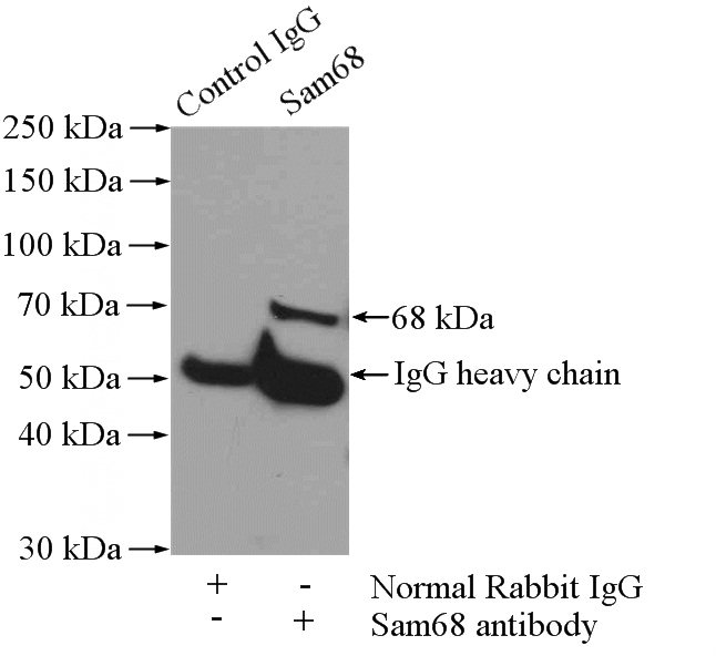 IP Result of anti-Sam68 (IP:Catalog No:115049, 4ug; Detection:Catalog No:115049 1:1000) with HeLa cells lysate 1200ug.