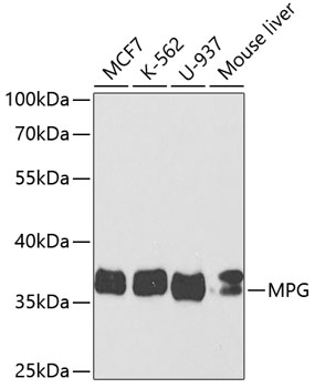 Western blot - MPG Polyclonal Antibody 