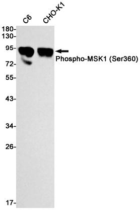 Western blot detection of Phospho-MSK1 (Ser360) in C6,CHO-K1 cell lysates using Phospho-MSK1 (Ser360) Rabbit mAb(1:1000 diluted).Predicted band size:90kDa.Observed band size:90kDa.