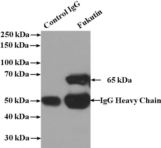 IP Result of anti-FKTN (IP:Catalog No:110793, 4ug; Detection:Catalog No:110793 1:500) with mouse brain tissue lysate 4000ug.