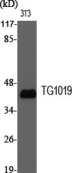 Fig1:; Western Blot analysis of various cells using TG1019 Polyclonal Antibody