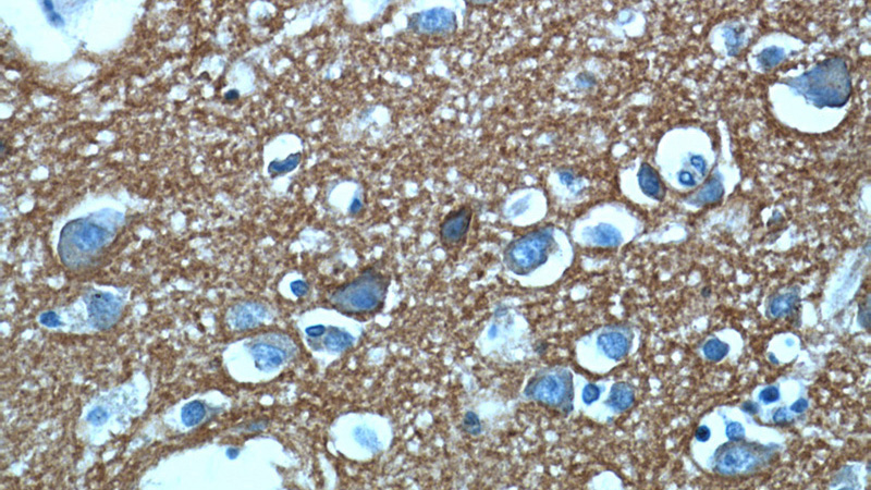 Immunohistochemical of paraffin-embedded human brain using Catalog No:108344(ATP1B1 antibody) at dilution of 1:50 (under 40x lens)