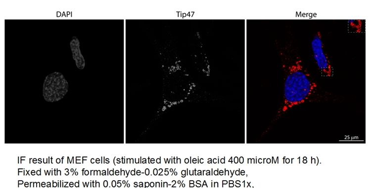 IF result of anti-TIP47 (Catalog No:116063,1:500) with MEF cell by Dr.Hector Alex Saka.
