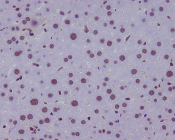 Immunohistochemical analysis of paraffin-embedded mouse liver, using KLF4 Antibody.