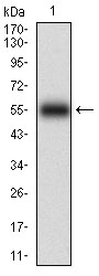Western blot analysis using KHDRBS2 mAb against human KHDRBS2 (AA